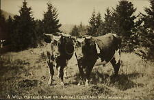 Oxen team well matched pair ~ Wilder's Farm ~ Whitingham Vermont VT RPPC 1904-18 picture