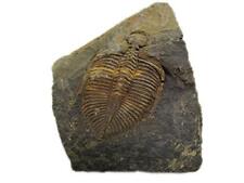 Chinese Xiangxi Real Trilobite Fossil Comes from 450 Million Years ago picture