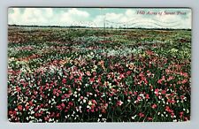 CA-California, Acres Sweet Peas, Scenic View Flowers, Vintage Postcard picture