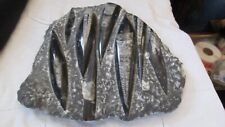 Outstanding Mortality Plate Polished Orthoceras Fossils picture