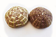 2 Beautiful Small Alfonso Gator Sea Urchins 3-4