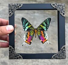 Real Framed Butterfly Madagascan Sunset Moth Dried Insect Frame Dead Bug Artwork picture