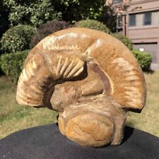 4260G TOP Natural Beautiful ammonite fossil conch Crystal specimen healing 2122 picture