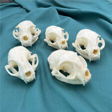 5 pcs Resin cat skull，animal skull，Home decor picture