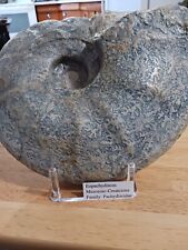 HUGE Eopachydiscus Ammonite from Texas with Supreme Sutures 22 Pounds picture