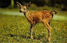 Vintage Deer Postcard   LITTLE DEER SENDS GREETINGS    UNPOSTED Chrome picture