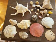 Vintage Natural Assorted Sea Shell Collectors Nautical Shells Beach Decor  picture