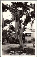 1940 CORAL GABLES Florida RPPC Photo Postcard FAMOUS SAUSAGE TREE Tropic Gardens picture