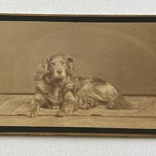 Antique CDV Photograph Adorable Sweet Golden Retriever Dog Denmark picture