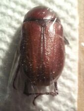 Scarabaeidae: Melolonthinae: Rhizotrogini: Phyllophaga sp., A1 picture