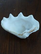 Extra Large Giant Clam Shell Half Very Rare Unique Real Sea Shell Decorative his picture