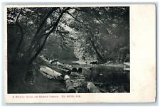 1904 Shady Nook Sandy Creek Logs Du Bois Pennsylvania PA Posted Vintage Postcard picture