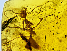 A101 BU791 Large Ant w/large mandibles stone fly + Burmese Amber Burmite 99mya picture
