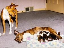 DB) Photograph Cute Daddy Dog Looking At Mama Dog Feeding Litter Of Puppies  picture