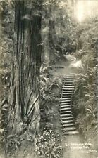 1930s California Eureka Patterson Sequoia Park RPPC Redwood Postcard 22-11035 picture