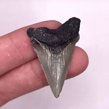 1.49” Fossil ANGUSTIDENS Shark Tooth-Charleston SC picture
