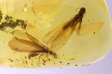 Two Very Nice Big Termites Isoptera. Fossil inclusions Baltic amber #11991 picture