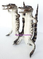 New 2 Real Crocodile Taxidermy Specimen Animal Oddity Rare Decor Stuffed Craft picture