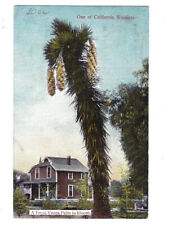 c.1900s One Of Californias CA Wonders Freak Yucca Palm Bloom Postcard UNPOSTED picture