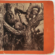 Squirrel Taxidermy Museum Display Photo c1865 Antique Photo Tree Climbing C658 picture