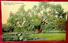 Washington Oak Audubon Park 1910 Postcard New Orleans La Lipsher picture