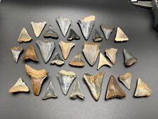 Huge Group Of 28 NC Great White Shark Teeth Fossil Sharks Tooth Fossils Ocean picture