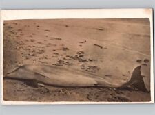 c1910 Dead Dolphin Porpoise Laying On Beach UNUSUAL RPPC Postcard picture