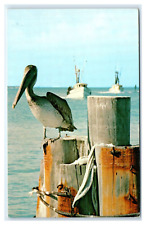 c1980s Miami, FL Postcard- PELICAN enjoying Florida Sun and Water picture