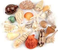 Jangostor 21 PCS Large Sea Shells Mixed Ocean Seashells, Various Sizes Natural picture