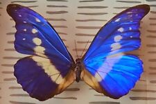 REAL BRAZILIAN BUTTERFLY METALLIC BLUE MORPHO RHETENOR HELENA FRAMED & BEAUTIFUL picture