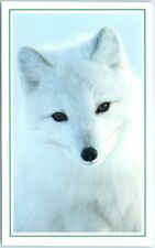 Postcard - An Arctic Fox on Kolguyev Island, Russia picture