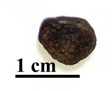 RARE Meteorite Sericho, pallasite, Kenya, oriented individual, 1.27 gr picture