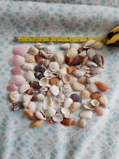 Huge Lot Miniature Shells Conch, Cardita, Scallop - Vintage Estate Find  picture