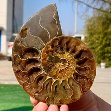 310G Rare Natural Tentacle Ammonite FossilSpecimen Shell Healing Madagascar picture