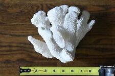 Real natural white coral for aquarium picture