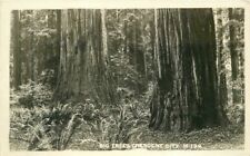 California Crescent Park Big Trees #M-138 RPPC Photo Postcard 22-1485 picture