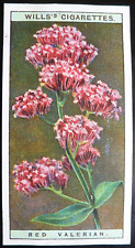 1923 W.D. & H.O. Wills Tobacco Card Wild Flowers #46 Red Valerian VG/EX picture