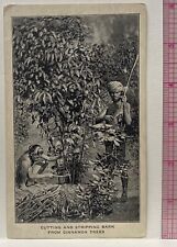 Sumatra Natives Harvesting Cinnamon~E.R. Durkee & Co. Spices Elmhurst NY~Ad Card picture