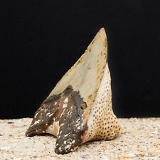 ***Unique 6 Inch Megalodon Shark Tooth With Massive Coral Attached | Natural*** picture