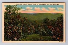 Ozark National Forest AR-Arkansas, Boston Mountains, Vintage Souvenir Postcard picture