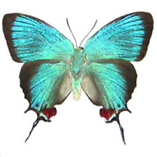 Evenus regalis blue red hairstreak butterfly Peru unmounted wings closed picture