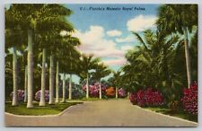 Postcard Floridas Majestic Royal Palms Linen UNP A24 picture