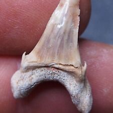 Pathological deformed disease defect Shark Tooth Teeth Fossil Predator Dino  7 picture