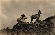 Horned Goats in Farm Yard RPPC Real Photo Postcard 1910-20s picture