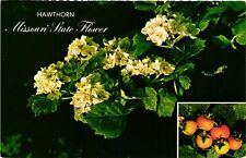 Vintage Postcard- HAWTHORN, MISSOURI STATE FLOWER, MO. picture