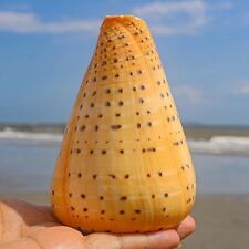 Large Conus Betulinus Conidae Seashell Rare Real Conch Beach Home Decor 4-4.5
