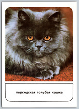 c1970s Black Fluffy Cat Long Hair Vintage Postcard picture
