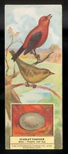 1924 SCARLET TANAGER Bird Card PATTERSON Candy V75 COUPON #25 Chocolate TORONTO picture