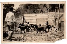PC55 Men Man Hound Dog Puppy Canine Breeding Animal Farm Scene Postcard RPPC picture