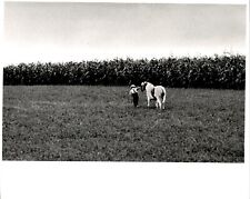 LG55 Original Photo YOUNG MENNONITE BOY PULLING HORSE ALONG CORN FIELD FARM picture